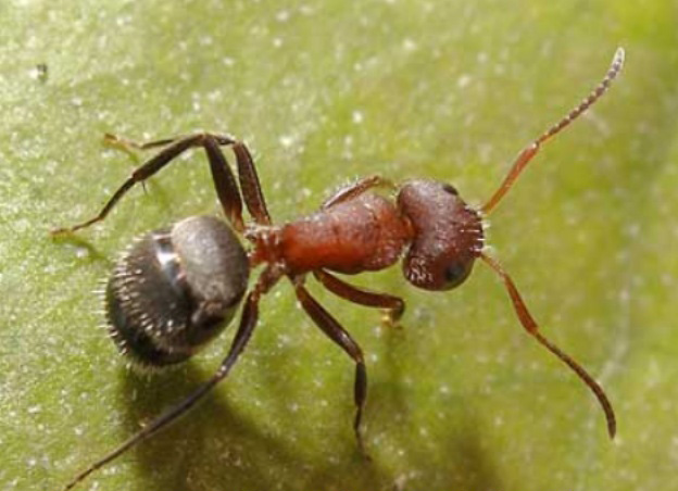 Roger Ant