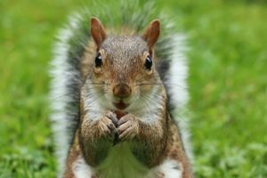 image about the damage squirrels can do