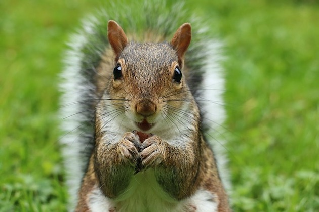 image about the damage squirrels can do