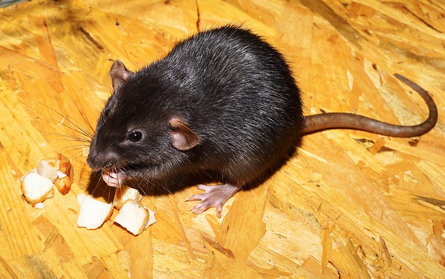 image of a rodent rat prevention