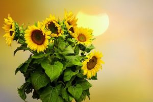 insect problems in uk heatwave