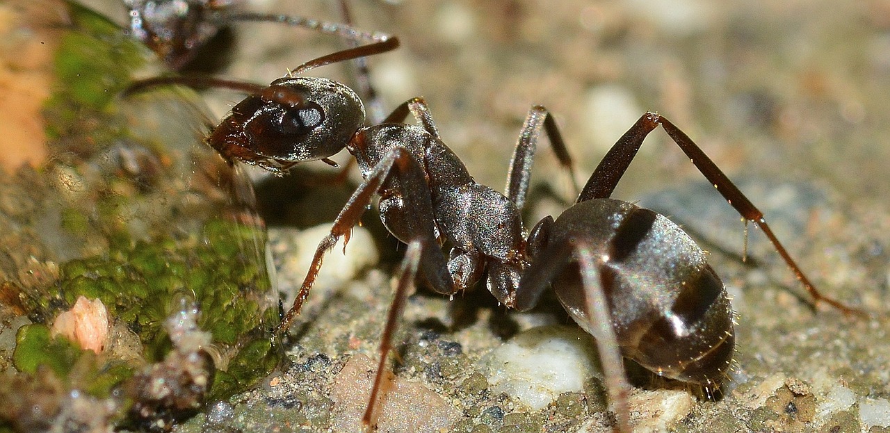 ant in a london garden