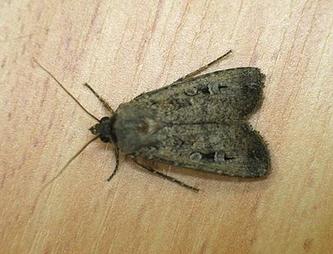 Night Flying Moth