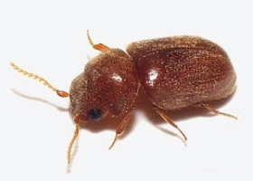 Tobacco Beetle
