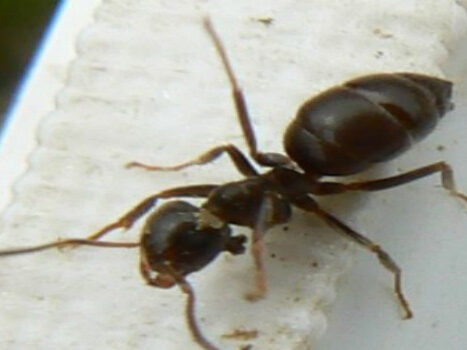 Common black garden ant