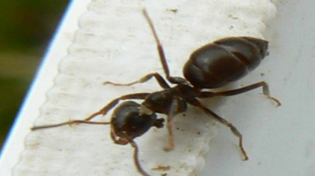 Common Black Garden Ant