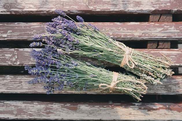 lavender for clothes moth prevention