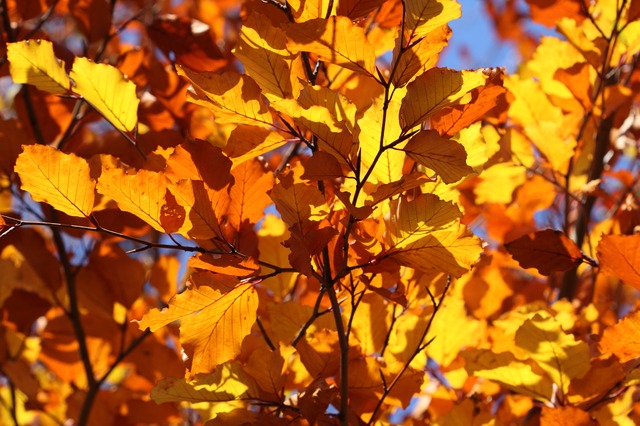 Autumn Pest Control in London