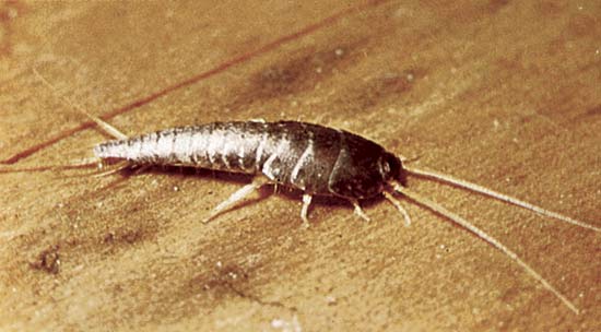 Silverfish