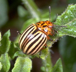 Colorado Beetle