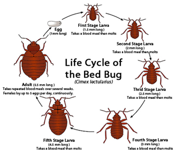 life cycle of the bed bug