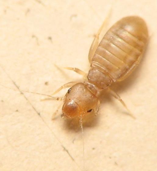 Booklouse