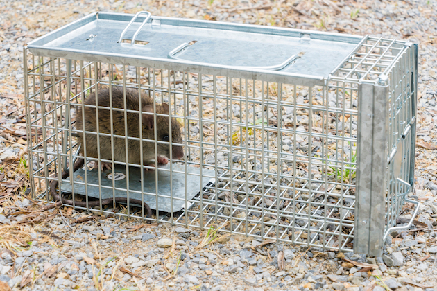 Reasons Why You Should Use Live Rat Traps - The Pest Experts Ayrshire