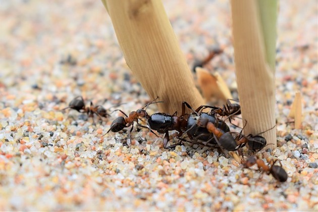 get rid of ants