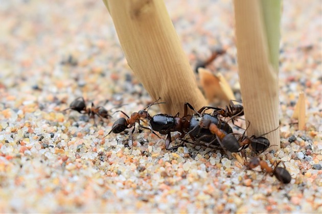 get rid of ants