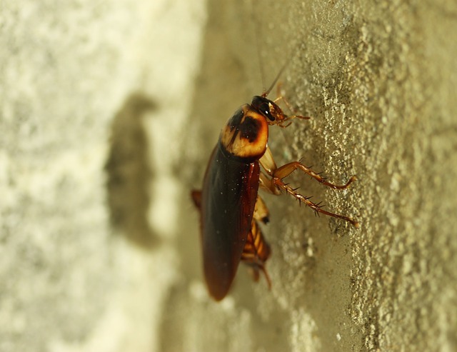 london cockroach