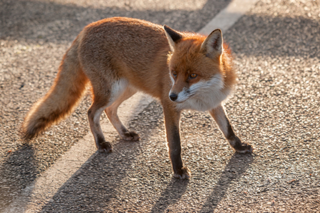 london fox on street