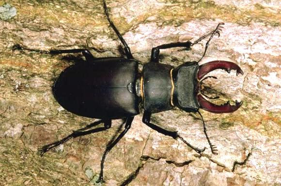 Stag Beetle