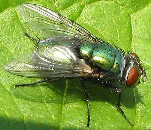 Greenbottle
