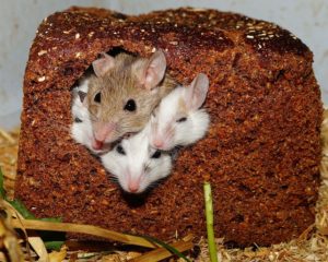 mice in a loaf of bread