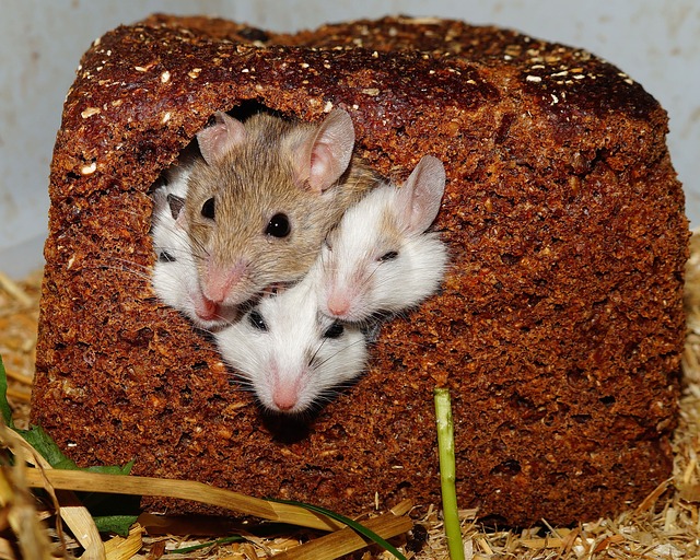 mice in a loaf of bread