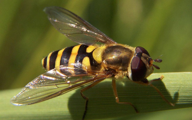 Hover Fly