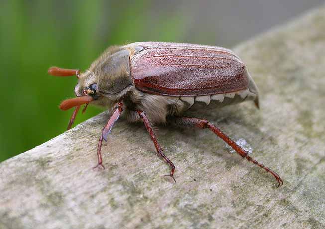 Common Cockchafer