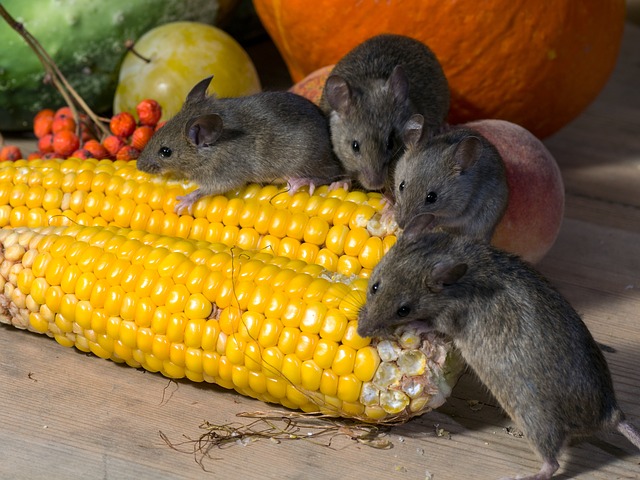 mice eating corn in a house