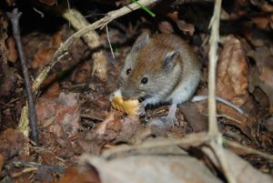 mice nest location