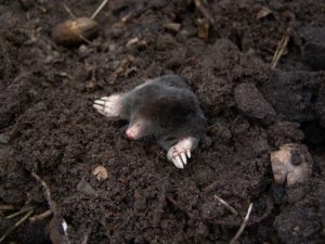 uk moles surface in london