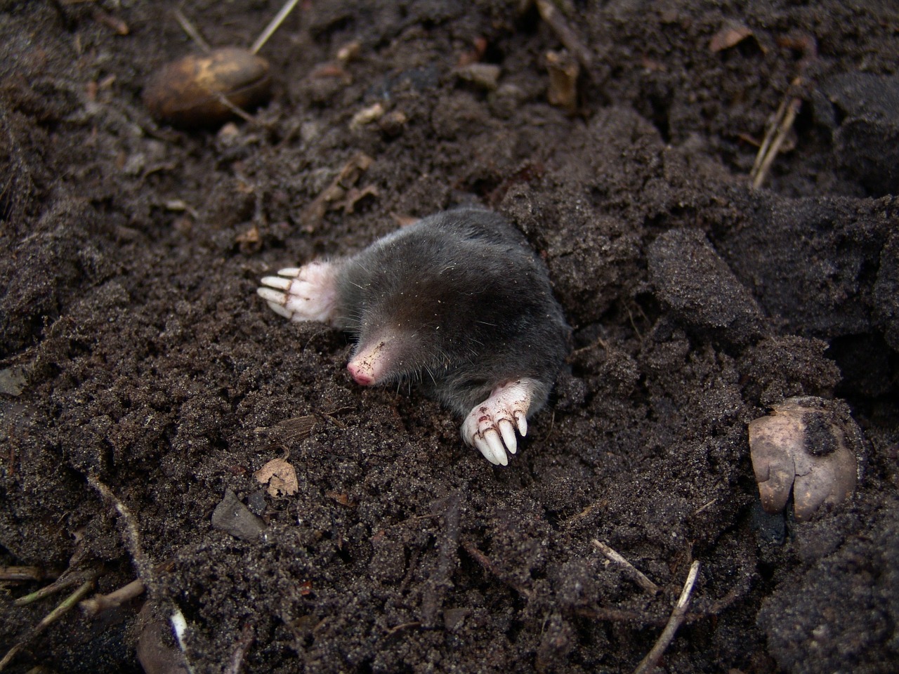 uk moles surface in london