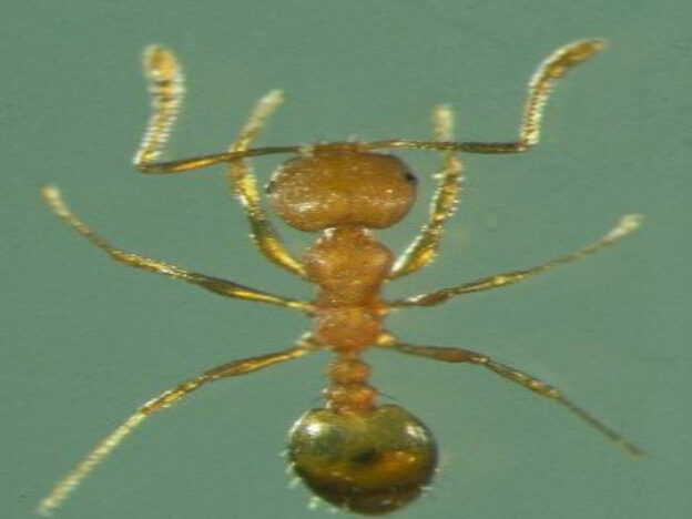 Pharaoh ant pest identification