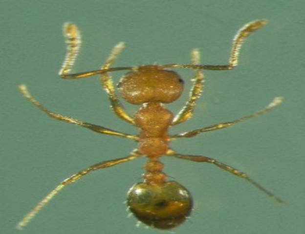 Pharoah Ant