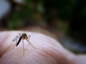 bug bites