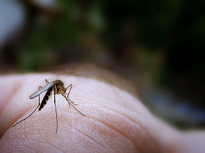 Muggy weather leads to a rise in insect bites 