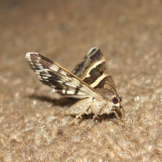 moth on a carpet