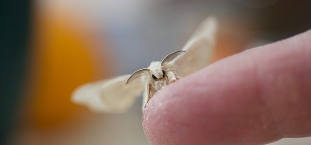Do Moths Bite People Or Cause Allergies? | Empire Pest ...