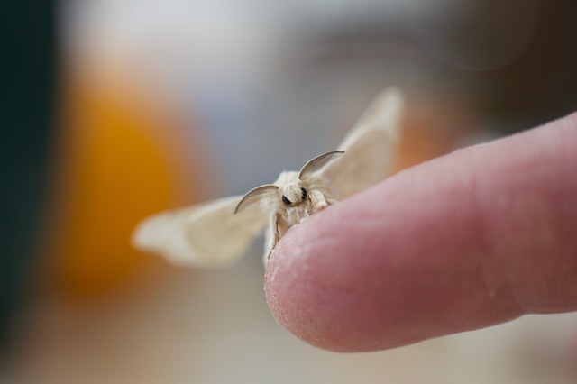 Are clothes moths dangerous?