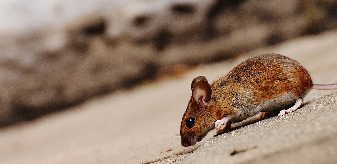What Skills Make Mice Such a Problem?