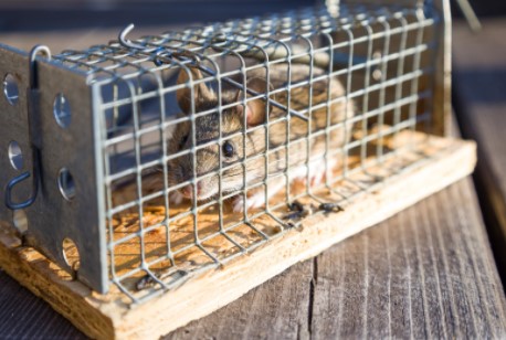 mouse control