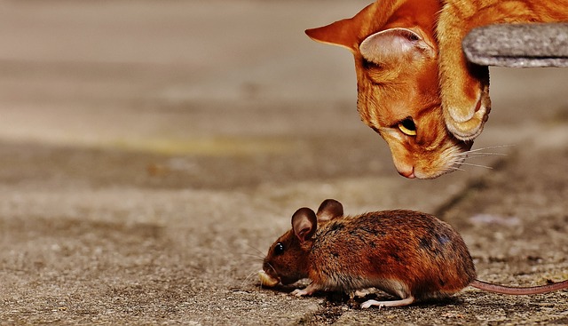 mouse in a rented property