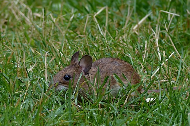 mouse in garden