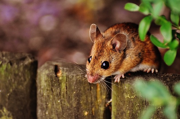mouse pest proofing methods