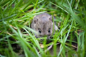 mouse types UK