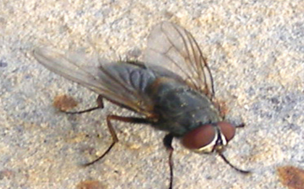 Common House Fly