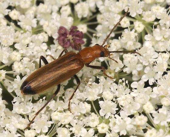 Wharf Borer
