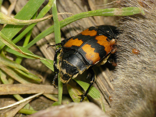 Carrion Beetle