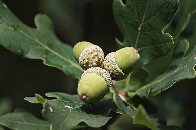 oak leaves