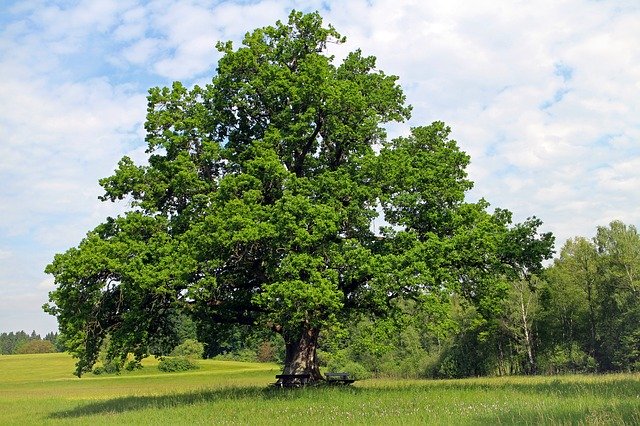 oak tree