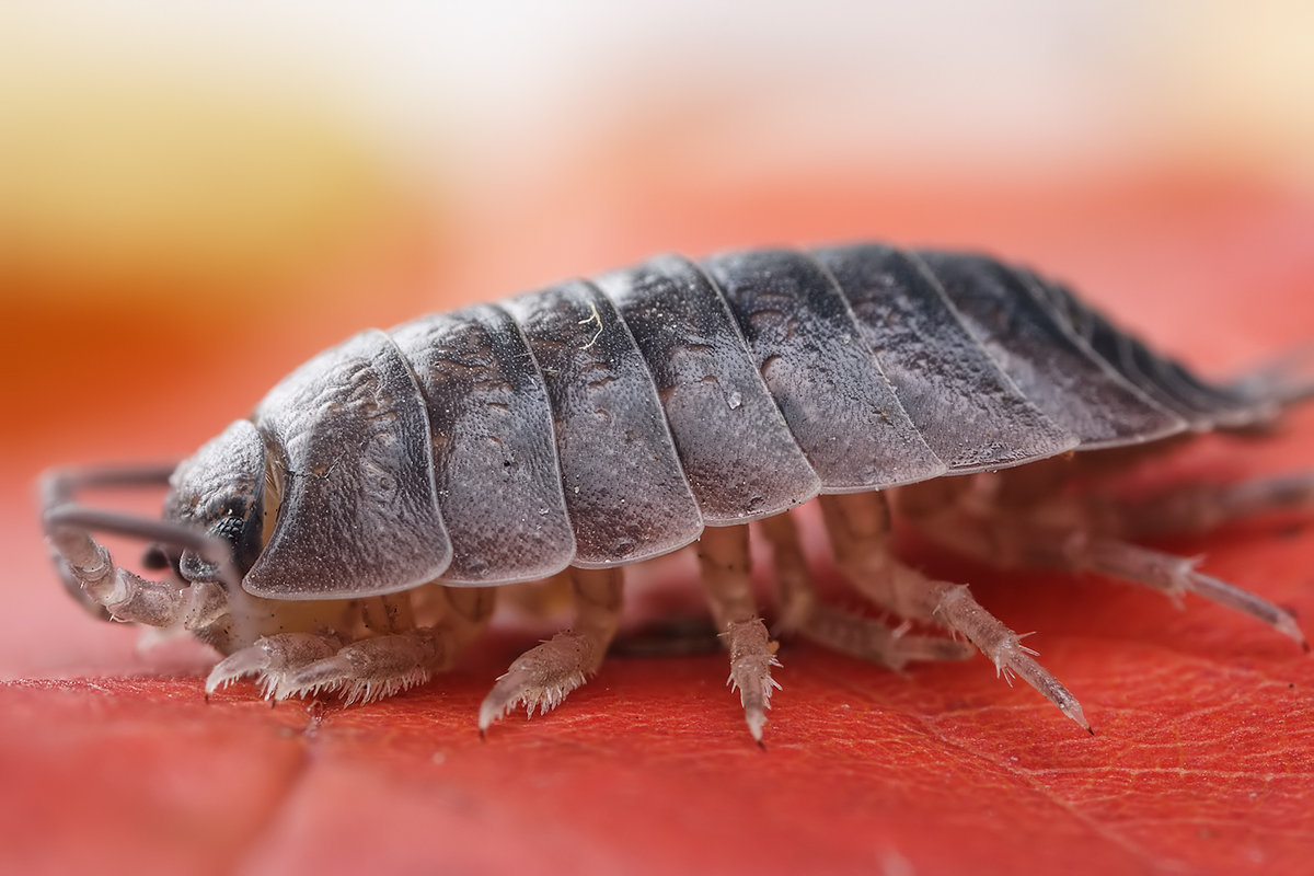 Pest Identification The Easy Way to Identify All Common UK Pests